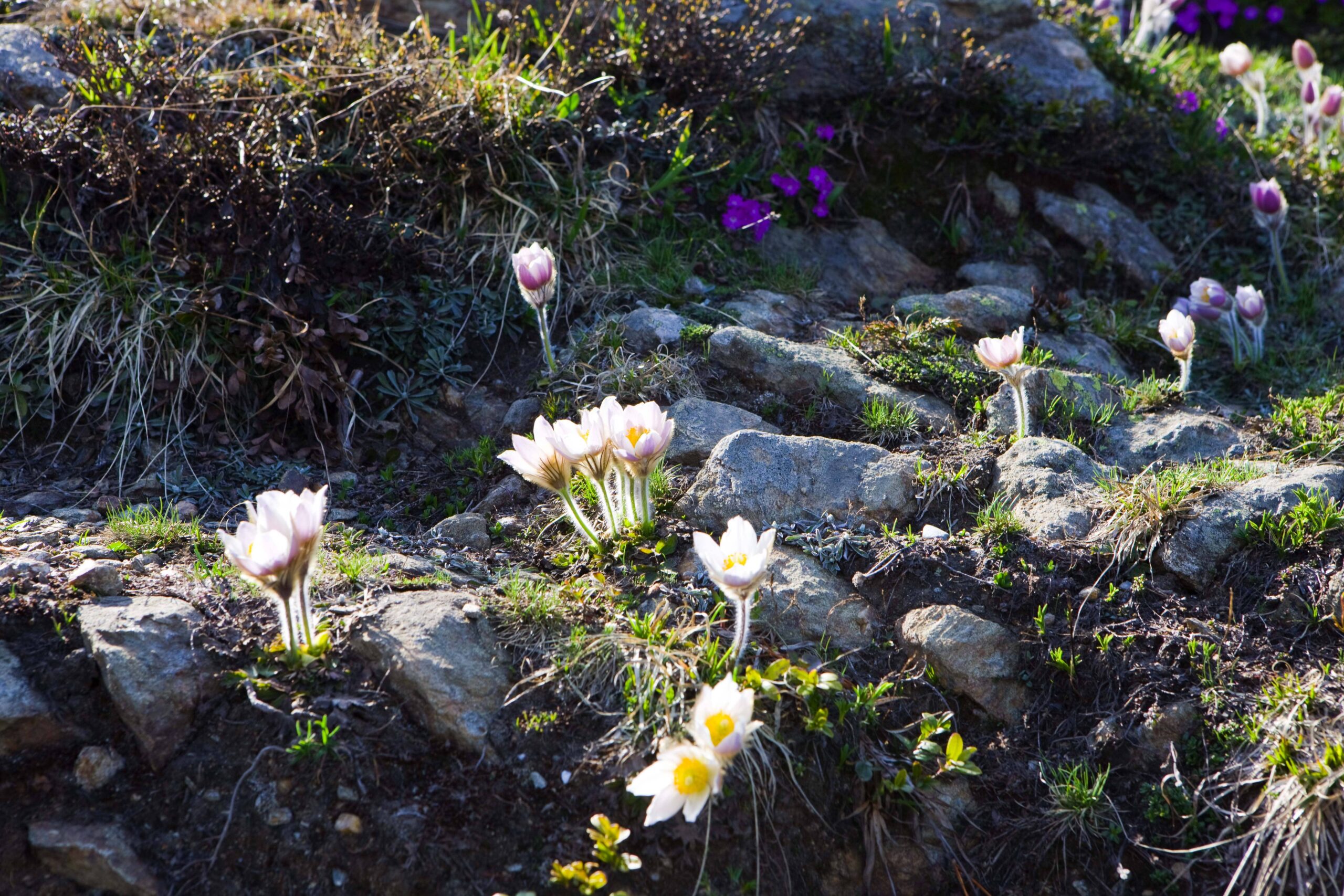 Anemones