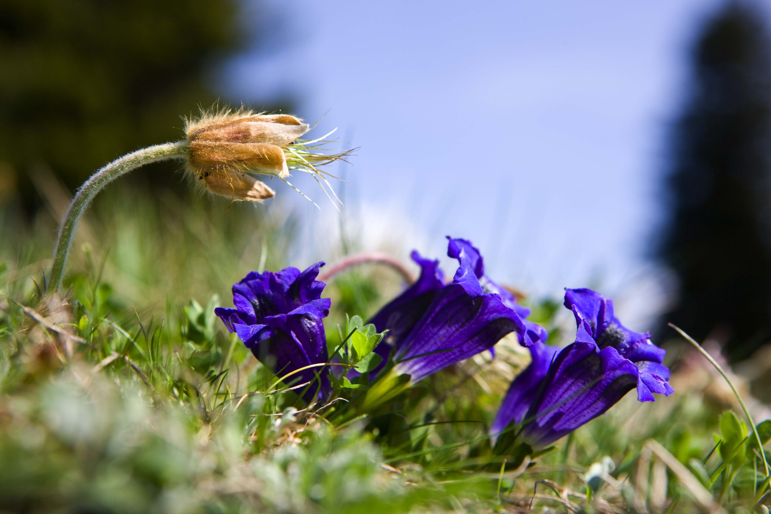 Gentian