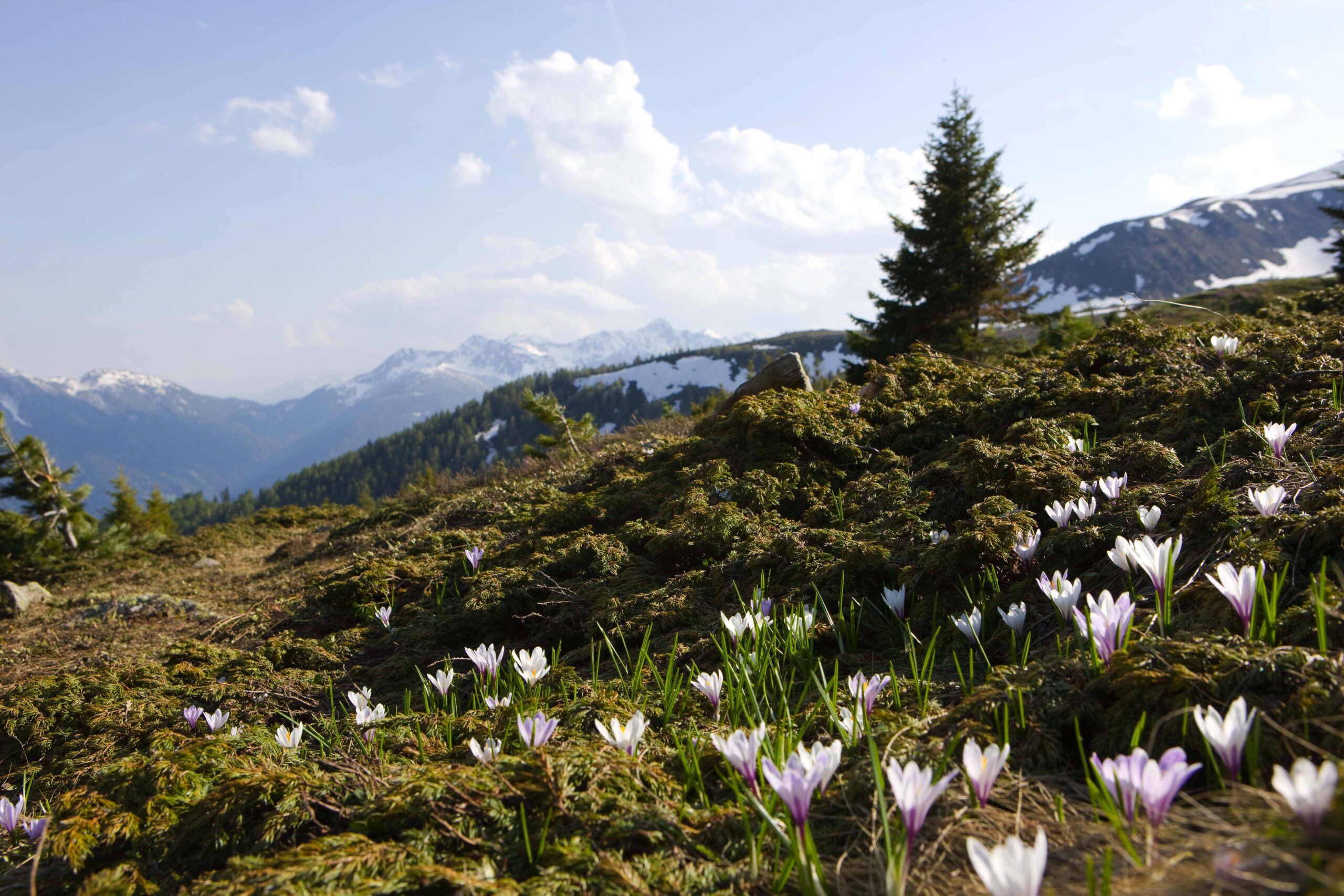 Crocuses