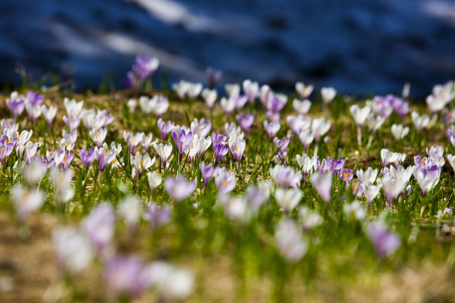 2009 05 Vigiljoch vigilius mountain resort Spring ©GeorgTappeiner (51)